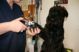 GRIFFES - SCHNAUZER 065